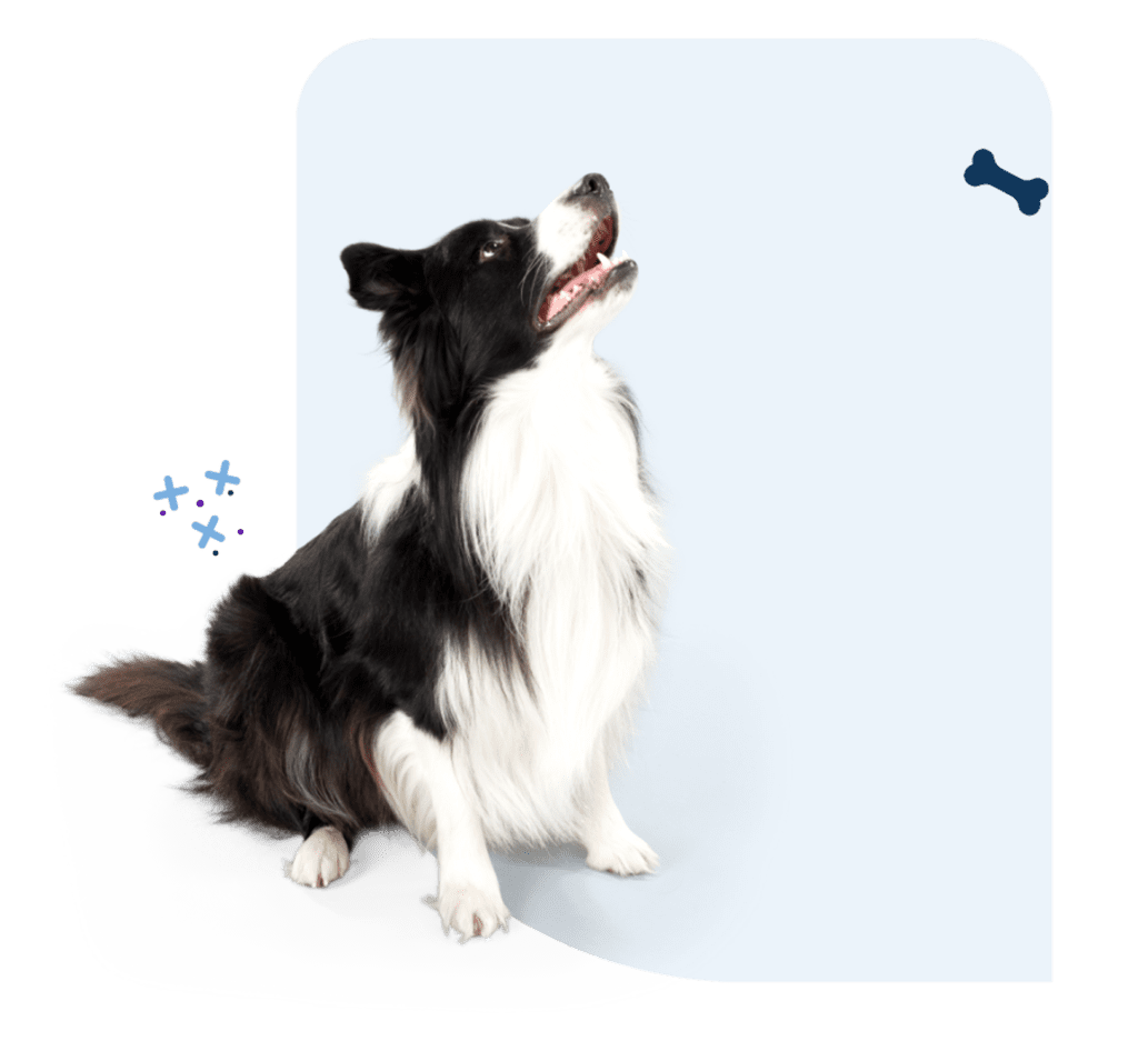 Bumpy Palz Puppy – Indestructible Dog