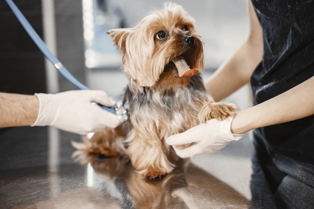 Small dog receiving veterinary care, symbolizing the crucial work supported by the 4 Paws 4 Life Tuff Luck Chuck Medical Fund. Your contributions directly aid animals in need of medical attention.