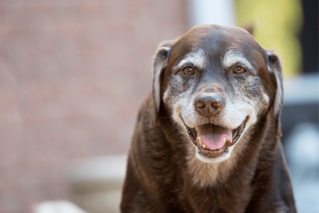 Endearing senior dog getting the care and love they deserve, highlighting the compassionate initiatives of the 4 Paws 4 Life White Whiskers Senior Dog Fund. Your donations ensure our elderly companions live their golden years with dignity and comfort.